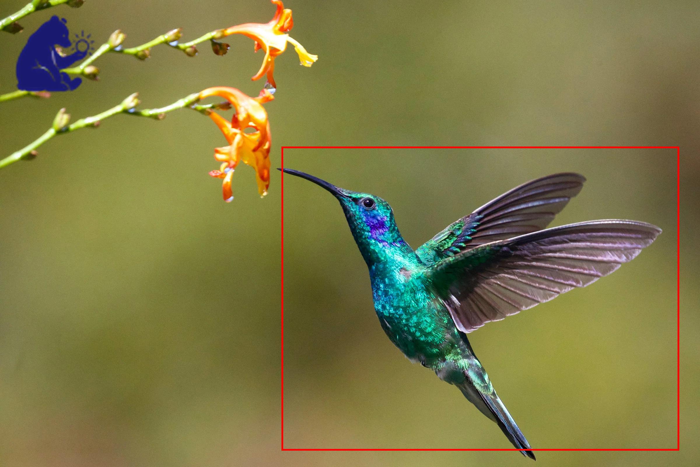 Object Detectie Tool Demo